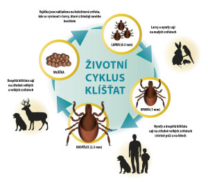 Tick Life Cycle EE Czech