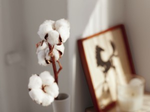 image foto