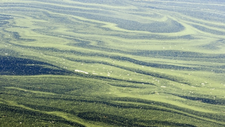 Algae Swirls