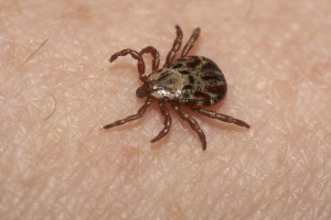 Wood tick