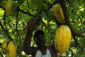 Fairtrade_kakaove_plantaze_3