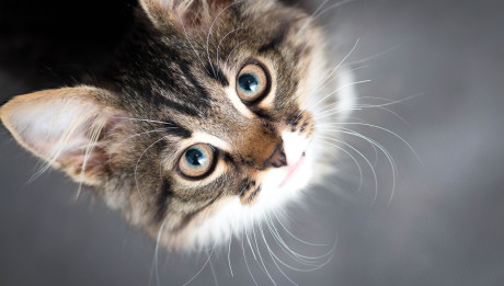 little fluffy kitten on a gray background