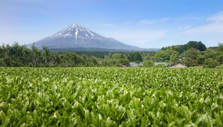 Matcha Tea_Fuji a čajové pole