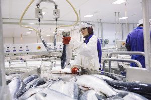 Nordlaks.Photo: Marius Fiskum © Norwegian Seafood Council