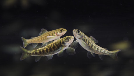 Nordlaks.Photo: Marius Fiskum © Norwegian Seafood Council