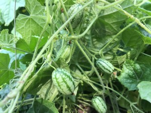 Mexická_okurka_(Melothria_scabra)