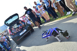Když_pes_utáhne_plné_auto_