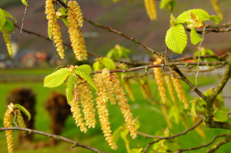 Hainbuchenblüten