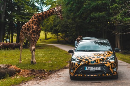 Safari_DvurKralove_Toyota