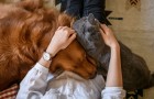 Vědci vysvětlují skrytá rizika změn charakteru ročních období na zdraví domácích zvířat