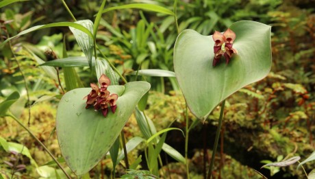 Pleurothallis_marthae_R