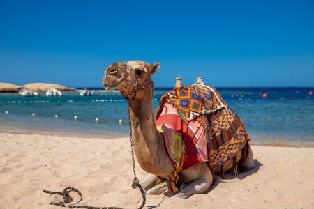 Camel on a Beach in Egypt