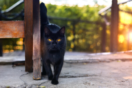 černá kočka2_pátek 13