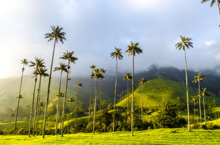Kolumbie_Cocora valley