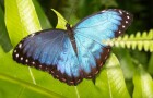 Dobrodružná cesta motýlů ve skleníku Fata Morgana začíná