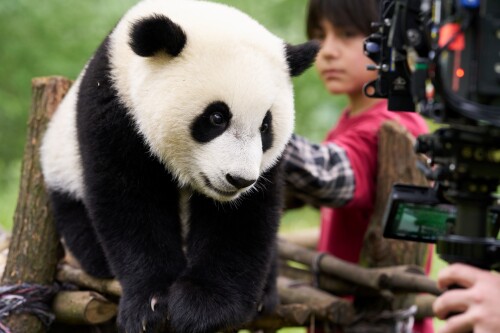 Panda a já (zdroj Bontonfilm)