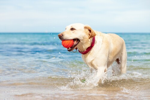 Wet,Dog,Playing,In,The,Sea,With,A,Ball,In