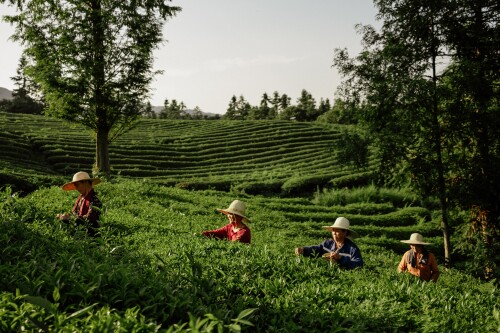 AHMAD TEA_foto
