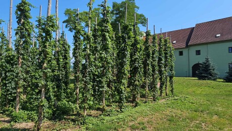 Bidlovka v areálu společnosti Chmel Polepská Blata