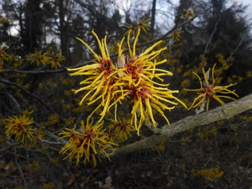 Hamamelis_mollis_-_vilín_měkký
