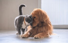 Dog & Cat TV míří do Česka. Nový kanál pro všechny, kteří mají doma čtyřnohého parťáka