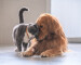 British short hair cat and golden retriever